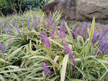 フイリヤブラン フイリヤブラン 花,咲く,咲いたの写真素材