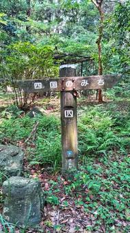森のなか、四国のみちの写真