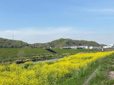 【花の写真】菜の花が咲く風景 【花の写真】菜の花が咲く風景 菜の花,なのはな,アブラナの写真素材