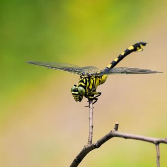 ウチワヤンマ ウチワヤンマ ウチワヤンマ,トンボ,ヤンマの写真素材