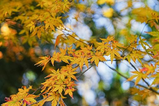 秋の風景 秋の風景 秋,風景,景色の写真素材