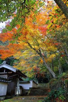 モミジで囲まれた寺院参道 紅葉,荘厳寺,本堂の写真素材