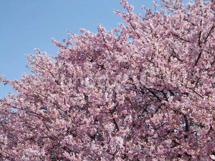 圧倒される満開のカワヅザクラ 河津桜,桜,さくらばなの写真素材