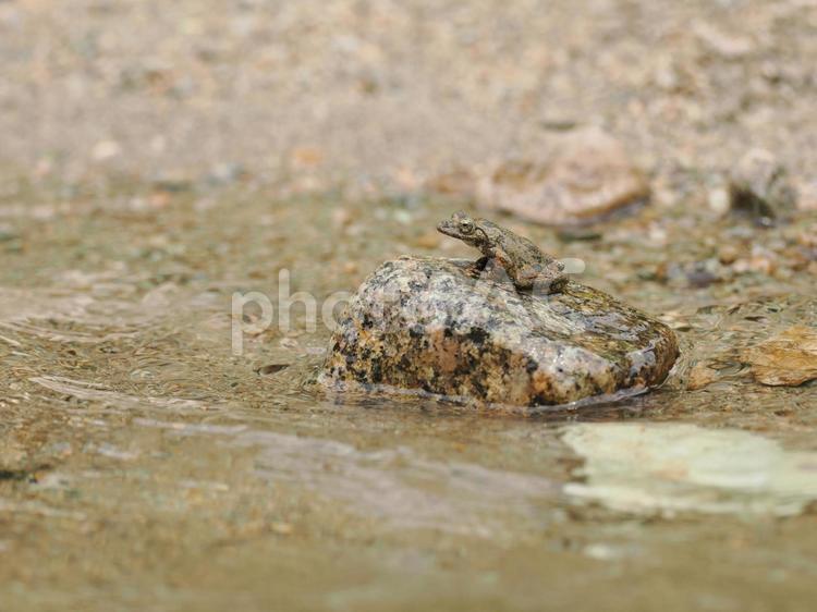 岩の上に止まるカジカガエル カジカガエル,蛙,渓流の写真素材