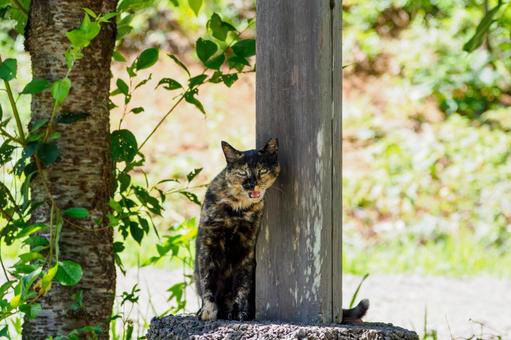 猫(200) 猫(200)の写真