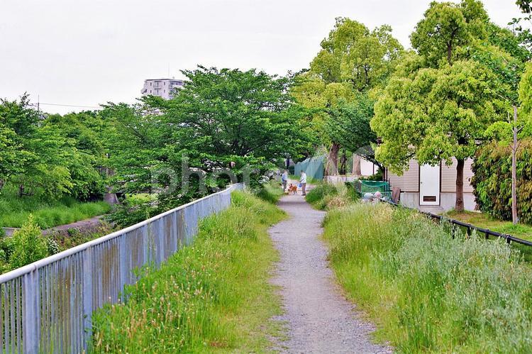 初夏の公園 雑草,小道,エノコログサの写真素材