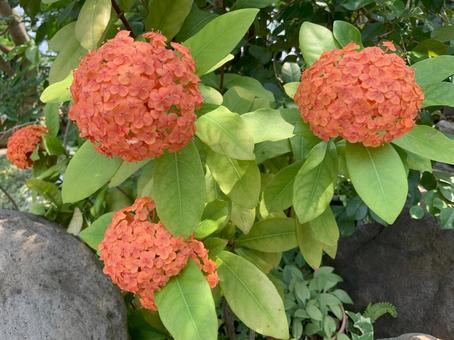 サンタンカ サンタンカ 植物,花,サンタンカの写真素材