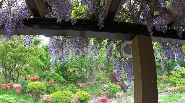 公園の藤の花 つつじ,つる性,ふじの写真素材