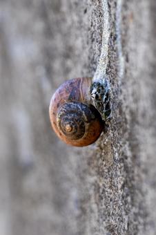 Snail ⑵, JPG Snail ⑵, JPG