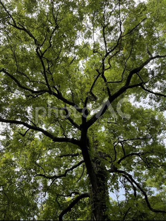アメリカ　テネシー州自然公園 アメリカ,自然,アウトドアの写真素材