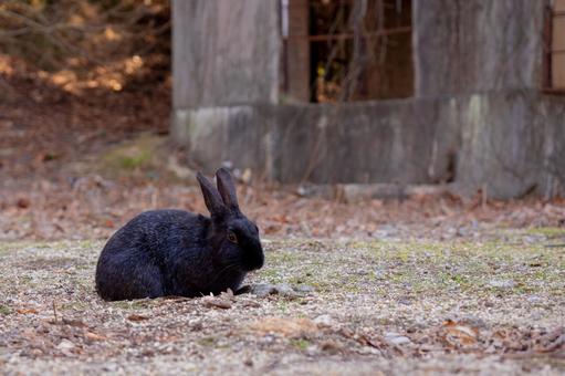 Okuno's Black Rabbit, JPG Okuno's Black Rabbit, JPG