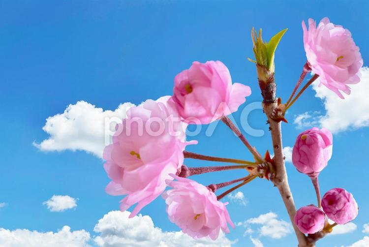 春の桜　背景素材　満開とつぼみ 桜,春,花の写真素材