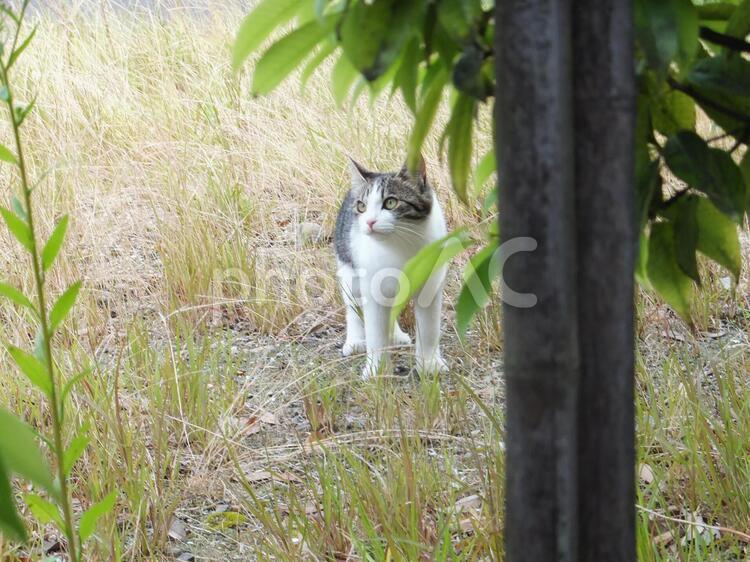 じっと見つめる猫８ ねこ,猫の写真素材