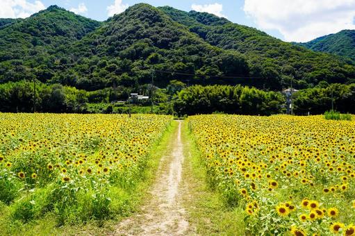 ひまわり ひまわり ひまわり畑,ひまわり,向日葵の写真素材