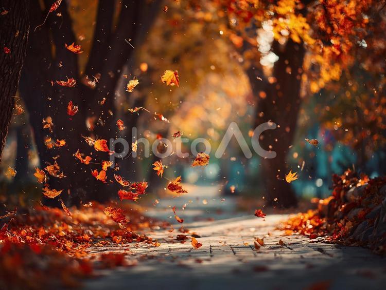 散りゆく葉が美しい季節の道 紅葉,秋,落ち葉の写真素材