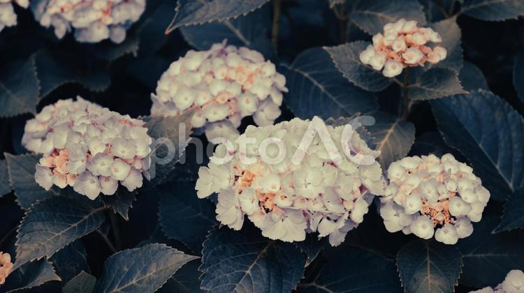 赤や青や紫や白のたくさんの紫陽花 紫陽花,緑,花の写真素材