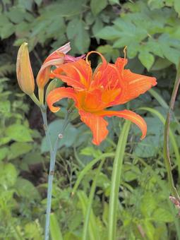ワスレグサの花 ワスレグサの花の写真