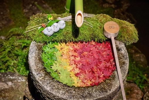 グラデーションが美しい楊谷寺の花手水 グラデーションが美しい楊谷寺の花手水 紅葉,花手水,秋の写真素材