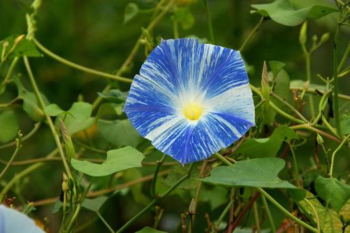 アメリカソライロアサガオ アメリカソライロアサガオ,亜米利加空色朝顔,セイヨウアサガオの写真素材