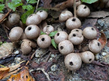 ホコリタケ② ホコリタケ② ホコリタケ,きのこ,胞子の写真素材