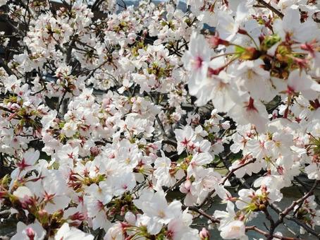 Cherry blossoms in full bloom, JPG