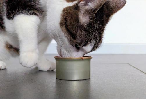 缶詰を食べる猫 缶詰を食べる猫 ペット,キャットフード,ご飯の写真素材
