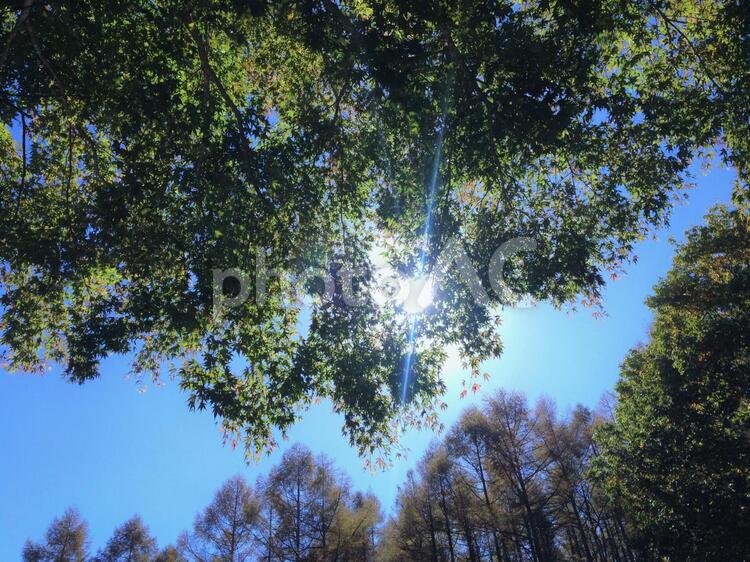 木漏れ日　3 かえで,はっぱ,みどりの写真素材
