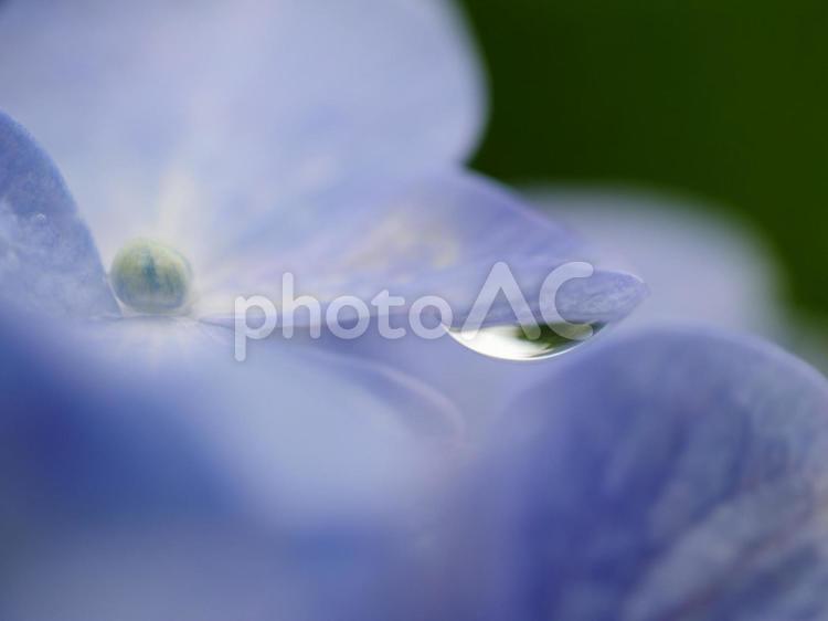 あじさいと雨粒 あじさい,青い紫陽花,雨粒の写真素材