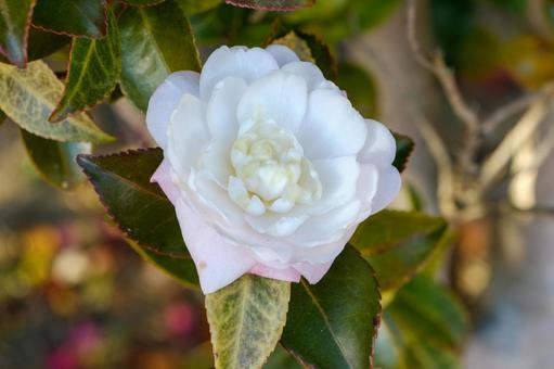 白椿の花のクローズアップ 白椿の花のクローズアップの写真