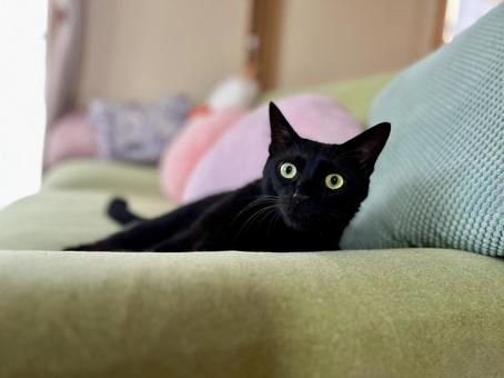ソファでくつろぐロンちゃん ソファでくつろぐロンちゃん ねこ,かわいい,ペットの写真素材