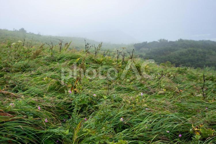 伯耆大山頂上付近の植物 伯耆大山,大山,夏山登山道の写真素材