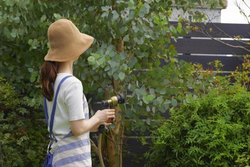 庭の植物に丁寧に水をあげる女性 庭の植物に丁寧に水をあげる女性 ガーデニング,水やり,水撒きの写真素材