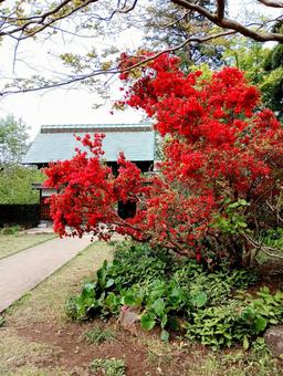 ツツジ 観音寺 千葉県柏市 ツツジ 観音寺 千葉県柏市 ツツジ,観音寺,柏市の写真素材