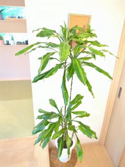 Photo, foliage plant, dracena jere, number 7, 