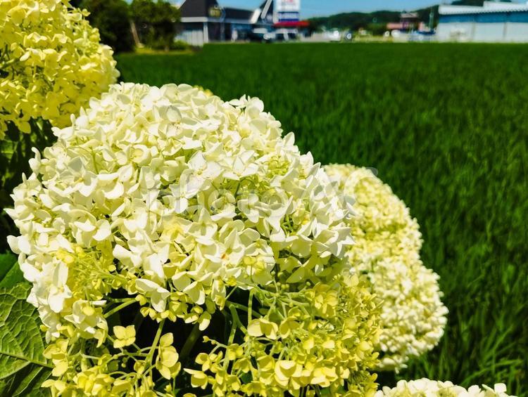 白アジサイと田んぼ アジサイ,白,紫陽花の写真素材