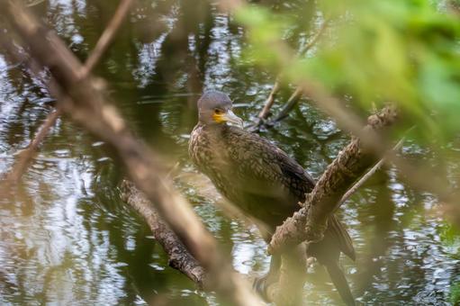 カワウ(25) 鳥,カワウ,野鳥の写真素材