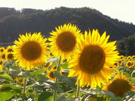 Photo, landscape, sunflower, flower, 