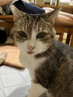 わが家のネコD わが家のネコD ねこ,かわいい,いとおしいの写真素材