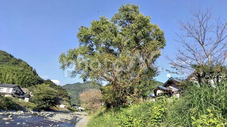 大きな木の下で待ち合わせしようね 風景,空,山の写真素材