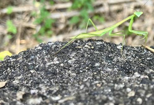 Praying mantis looking at me, JPG Praying mantis looking at me, JPG