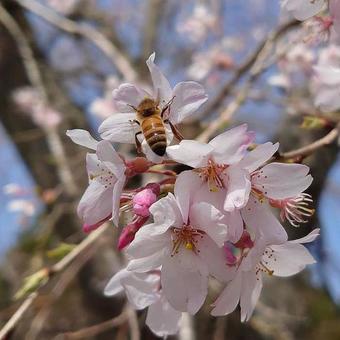 蜜蜂和花瓣 蜜蜂東金市八坂神社院區 傑作重本宮禦朱院之旅 八坂神社 千葉縣東金市松之鄉 深本社 安靜的院區 蜜蜂和花瓣 蜜蜂東金市八坂神社院區 傑作重本宮禦朱院之旅 八坂神社 千葉縣東金市松之鄉 深本社 安靜的院區