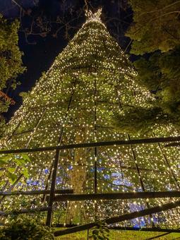 クリスマスツリー　縦構図 クリスマスツリー,クリスマス,xmasの写真素材