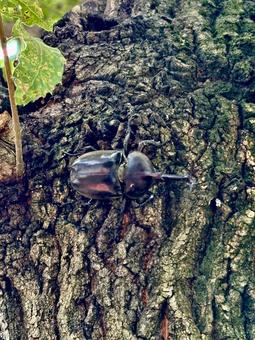 木に登るカブトムシ 木に登るカブトムシの写真