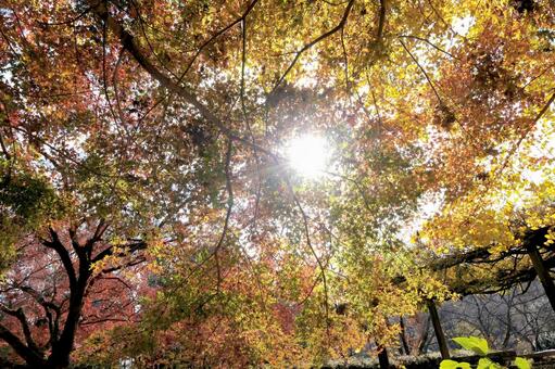 秋深い紅葉で彩られる森 紅葉,秋のイメージ,森の写真素材