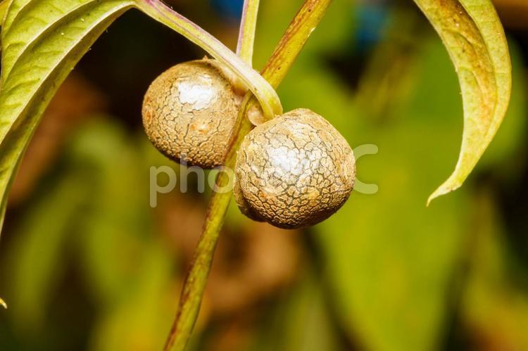 長芋の蔓に着いたムカゴ 長芋,自然薯,蔓の写真素材