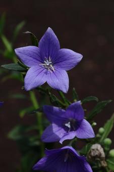 Photo, campanulaceae, flower, bellflower family, 