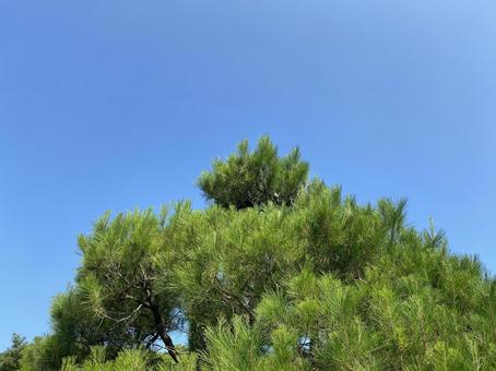 青空と松 青空と松の写真