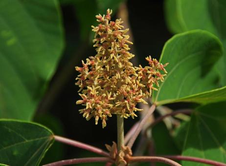 アカメガシワの写真