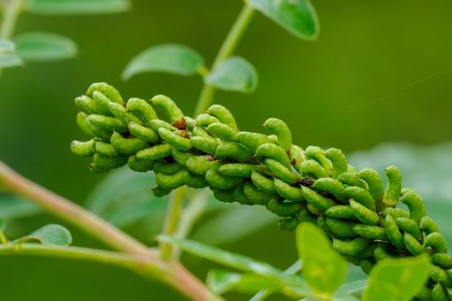 イタチハギ⑷ イタチハギ⑷ 植物,イタチハギ,実の写真素材