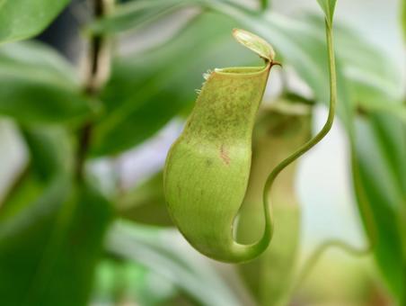 ネペンテス ネペンテス ネペンテス,ウツボカズラ,食虫植物の写真素材